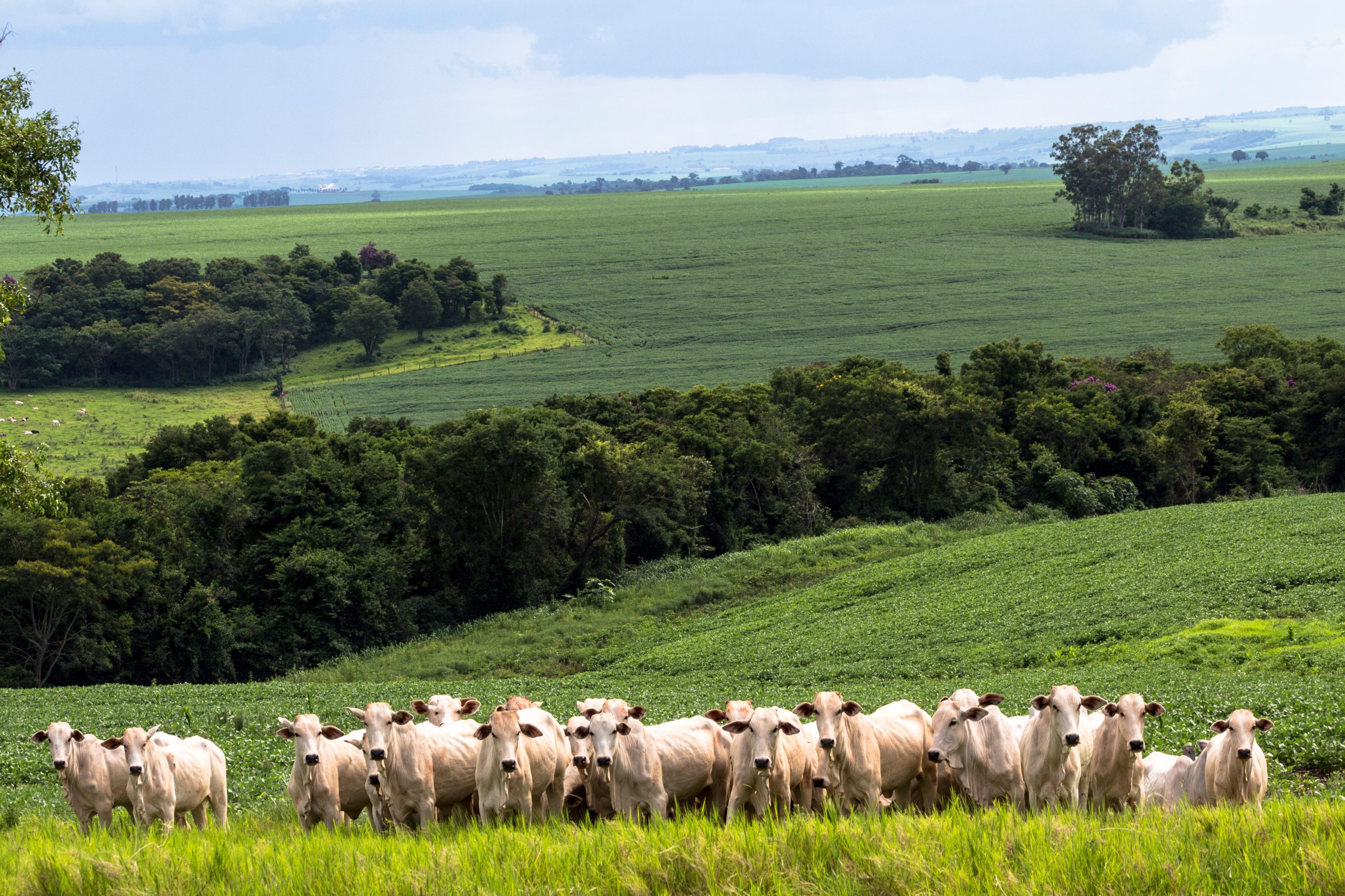 Herd of Nelore cattle grazing in a pasture
